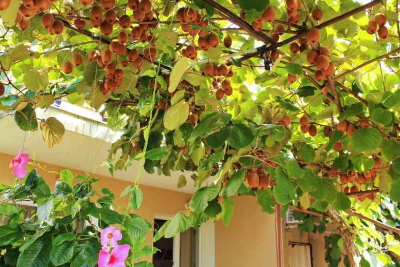 Апартаменты Slavica