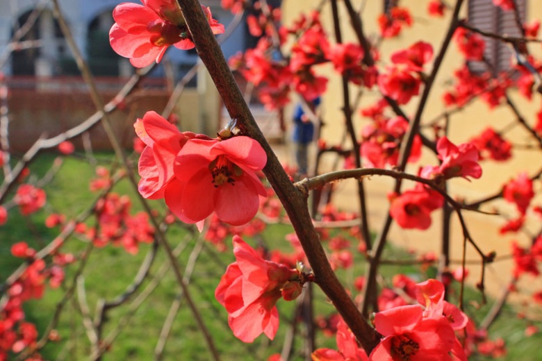 Апартаменты Snezana