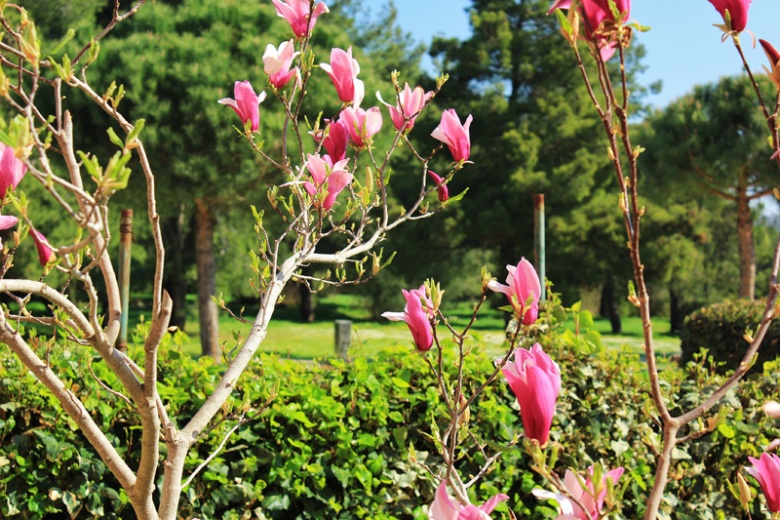 Апартаменты Irena