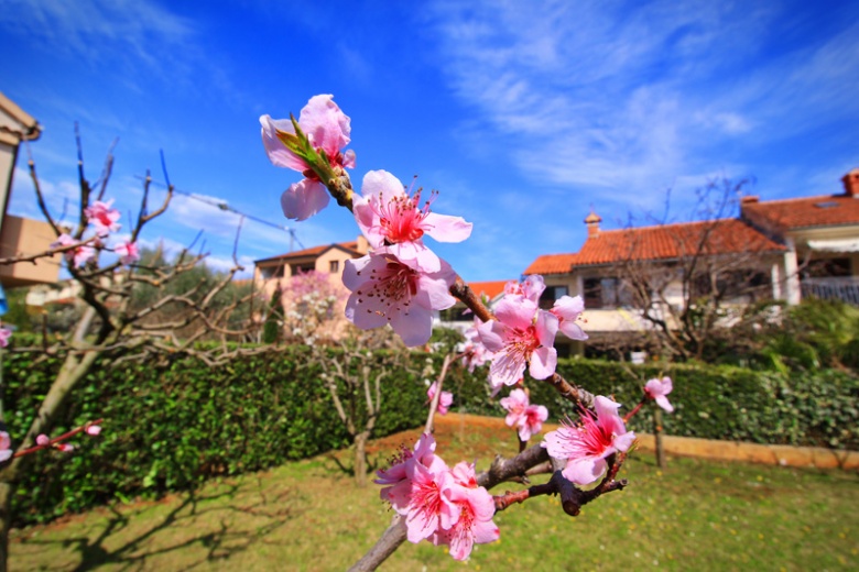 Апартаменты Rozela