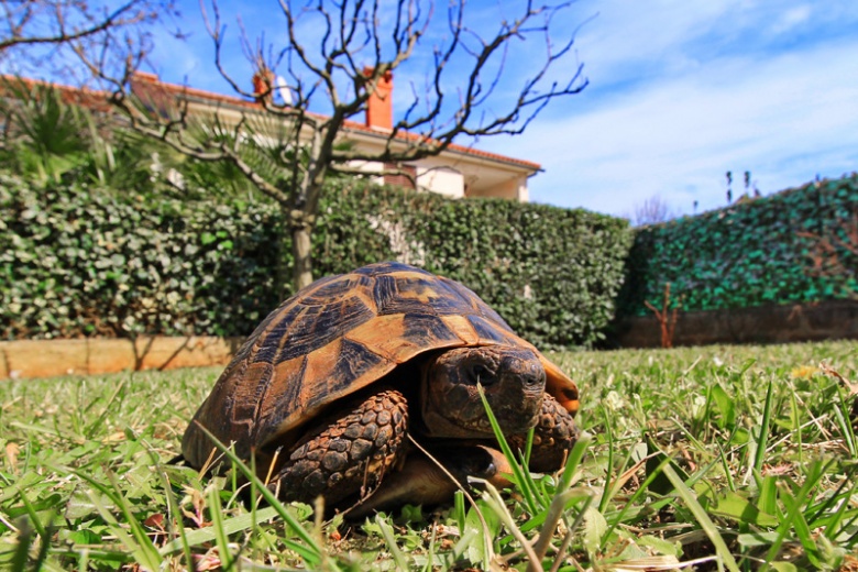 Апартаменты Rozela